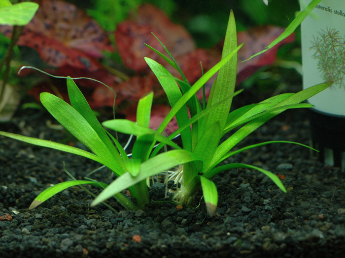 Sagittaria platyphylla