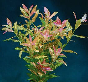 Hygrophila polysperma rosanervis (Bunter Indischer Wasserfreund)