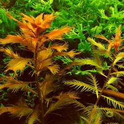 Proserpinaca palustris
