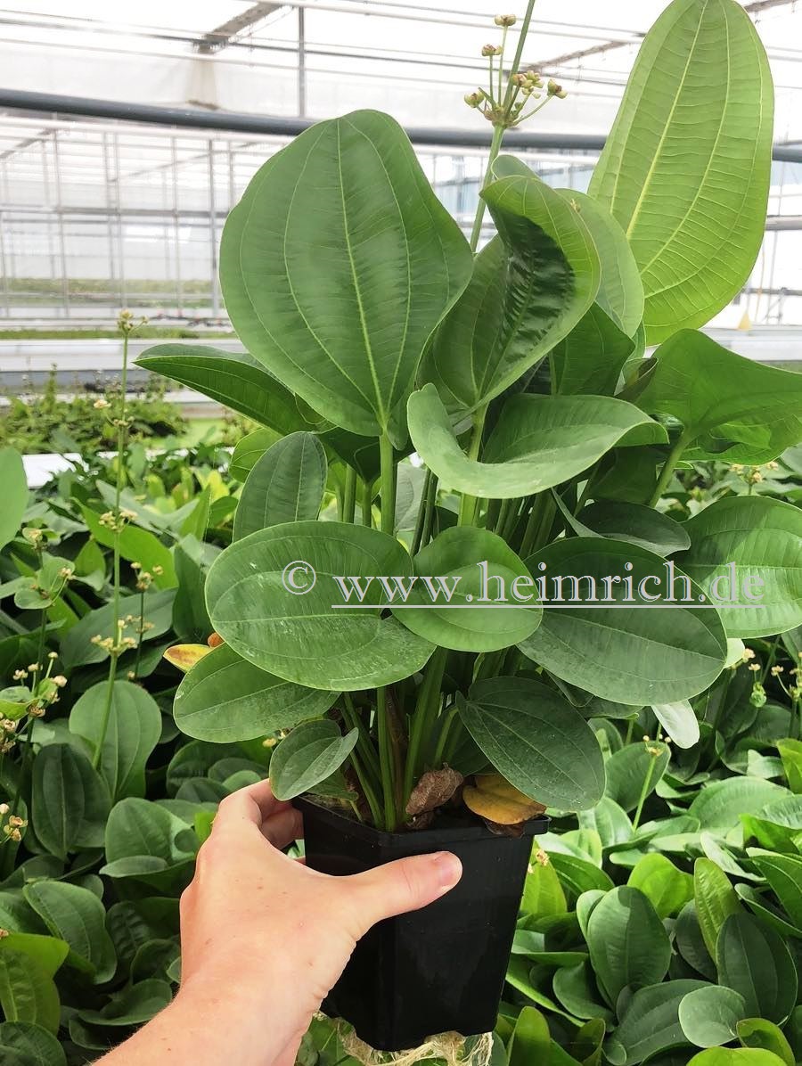 Echinodorus harbig XXL (Mutterpflanze)