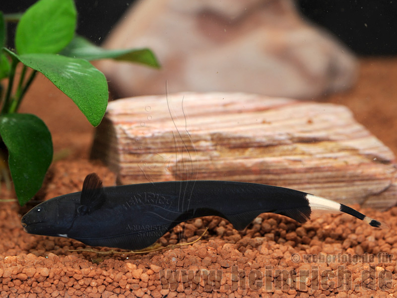 Apteronotus albifrons, lg (Weißstirnmesserfisch)