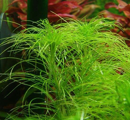 Eriocaulon setaceum
