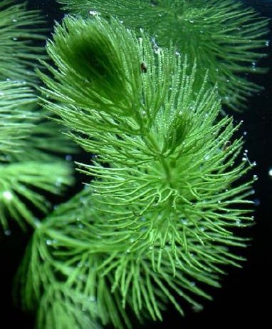 Ceratophyllum demersum (Gemeines Hornkraut)