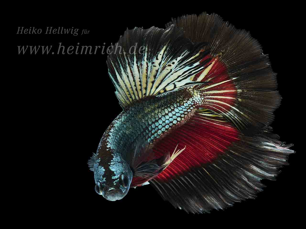 Siam. Kampffisch Halfmoon Multicolor Black Pearl (Betta splendens)