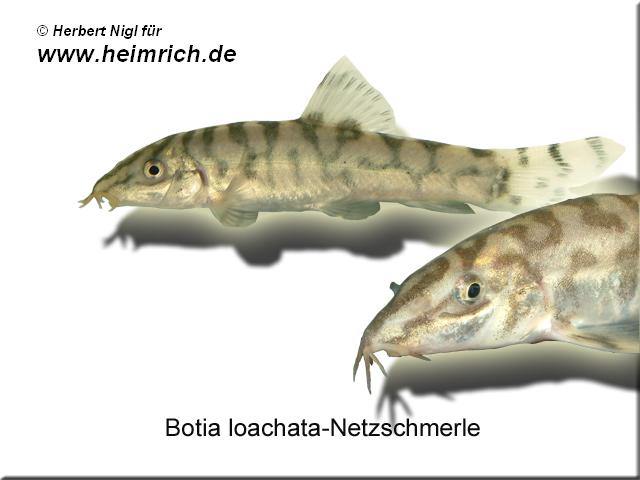 Botia lohachata (Netzschmerle)