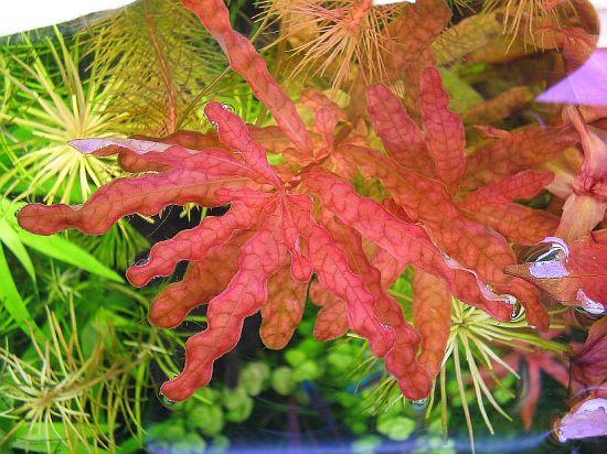 Ludwigia inclinata