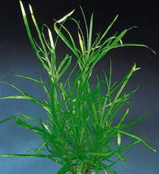 Blyxa japonica