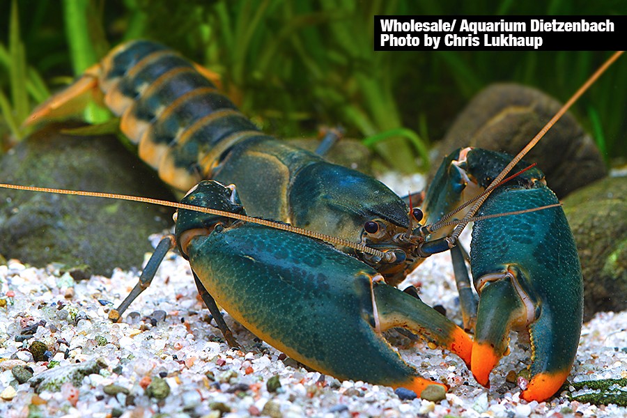 Cherax cf. snowden - "Orange Tip" Feuerkrebs