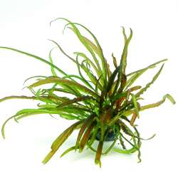 Cryptocoryne crispatula In-Vitro
