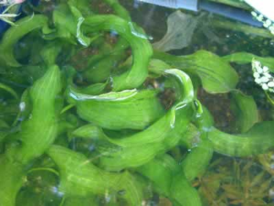 Ottelia ulvifolia