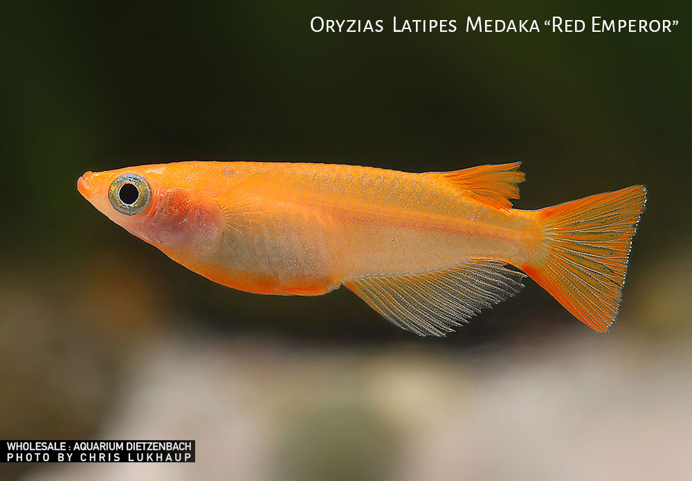 Oryzias laticeps spec. Red Emperor, Medaka spec. Red Emperor - 10er-Gruppe