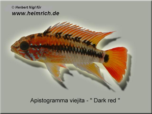 Apistogramma viejita, XL (Schwarzkehl-Zwergbuntbarsch)