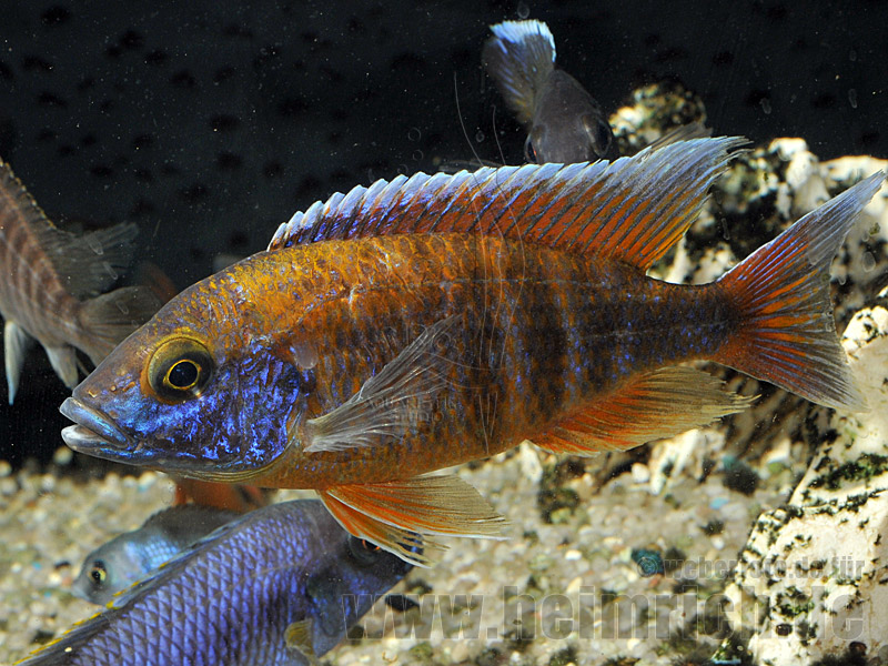 Aulonocara Freibergi