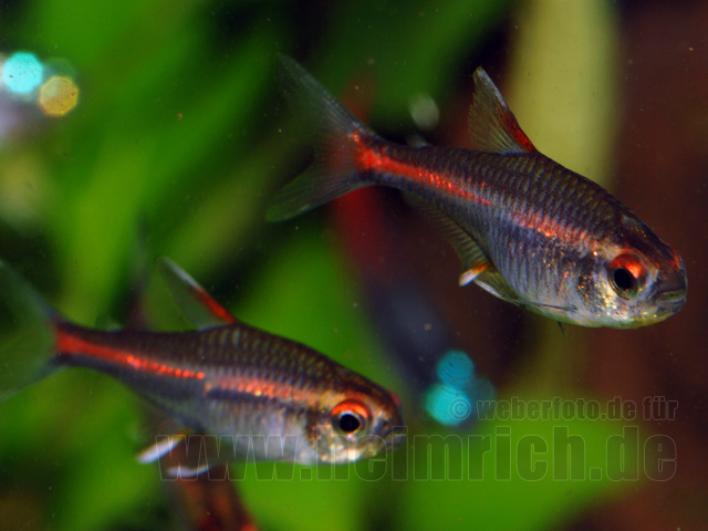 Glühlichtsalmler, 50 Stück large (Hemigrammus erythrozonus)