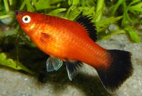 Platy "Red Wagtail", lg (Xiph. mac., spec. Red Wagtail)