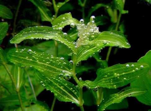 Potamogeton perfoliatus
