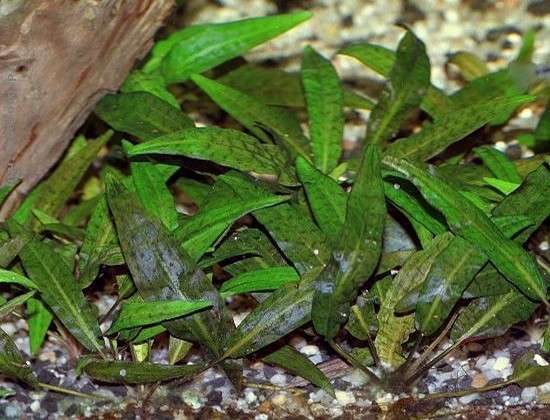 Cryptocoryne affinis