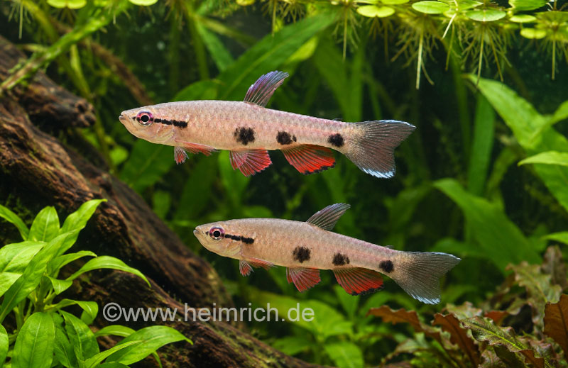 Pyrrhulina spilota (Dreipunkt-Pyrrhulina)