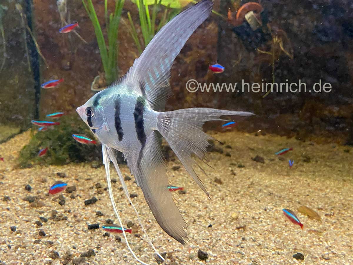 Pterophyllum spec. Blaue Lagune Schleier, XL 4er-Gruppe (Skalar Blaue Lagune)