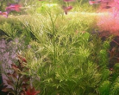 Ceratopteris thalicroides