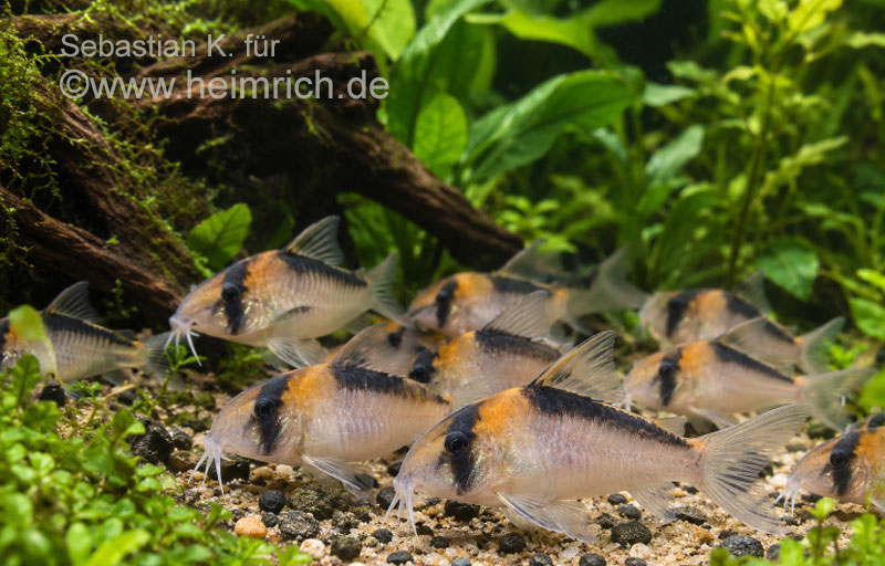 Corydoras brevirostris, High Fin CW27 5er-Gruppe (Schwarzsegel Panzerwels CW27)