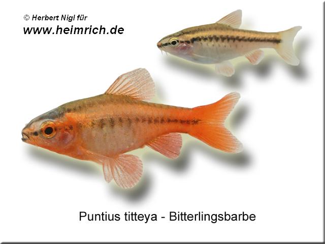 Bitterlingsbarbe, lg (Puntius titteya)
