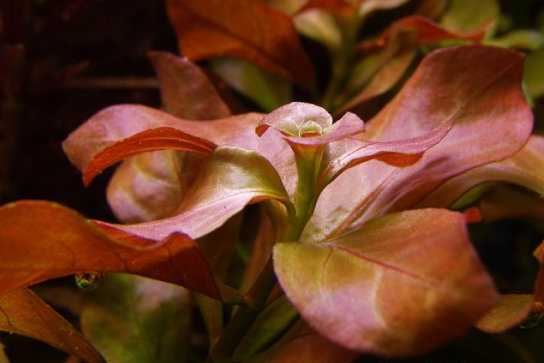 Ludwigia repens