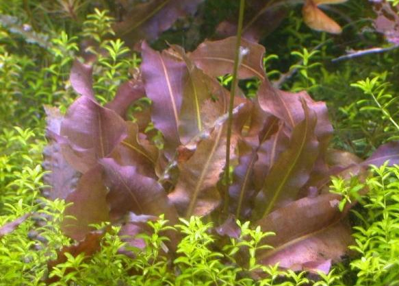 Aponogeton lanka