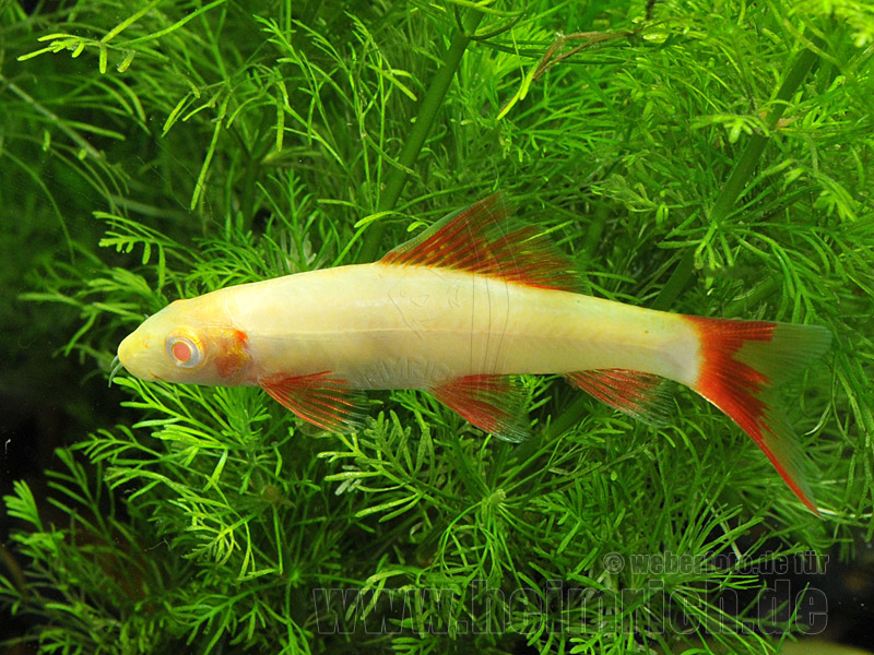 Epalzeorhynchos frenatum, med (Grüner fransenlipper, Albino)