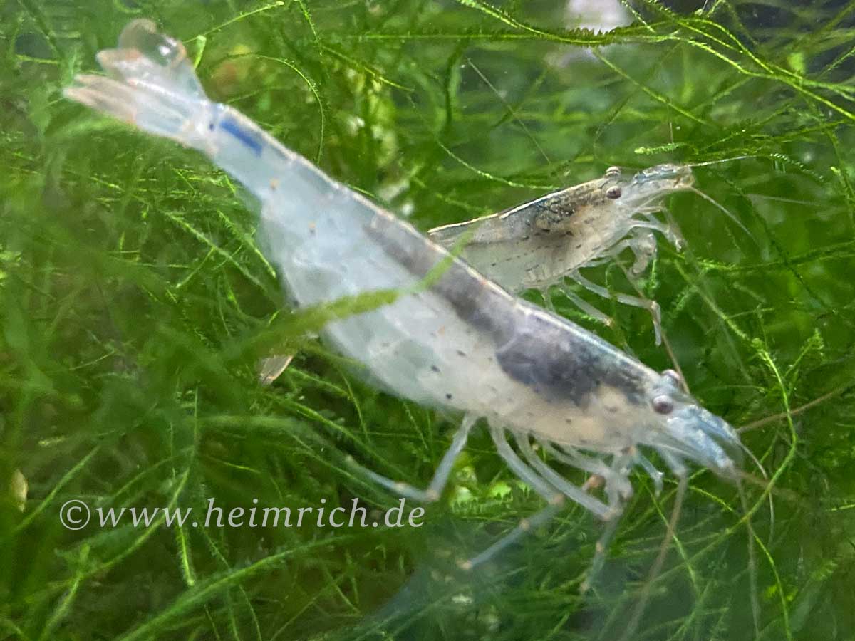 Caridina multidentata , 3er-Gruppe (Amanogarnele King Size SHOW)