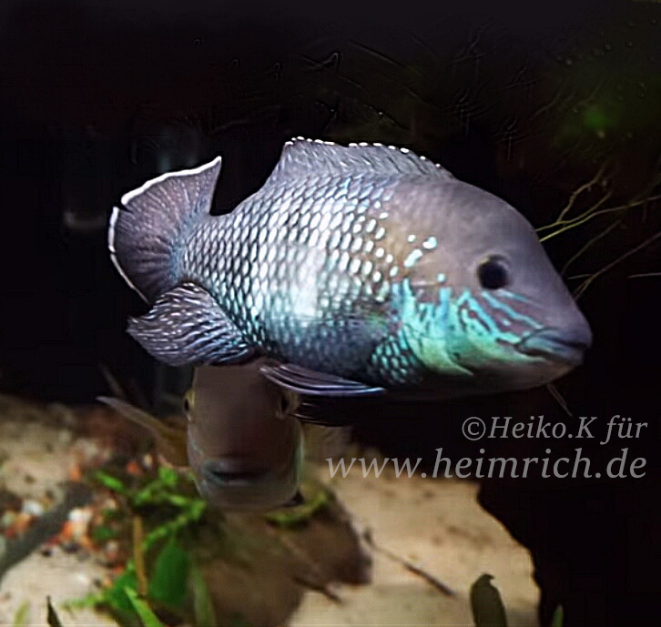 Andinoacara stalsbergi, male (Silbersaumbarsch)