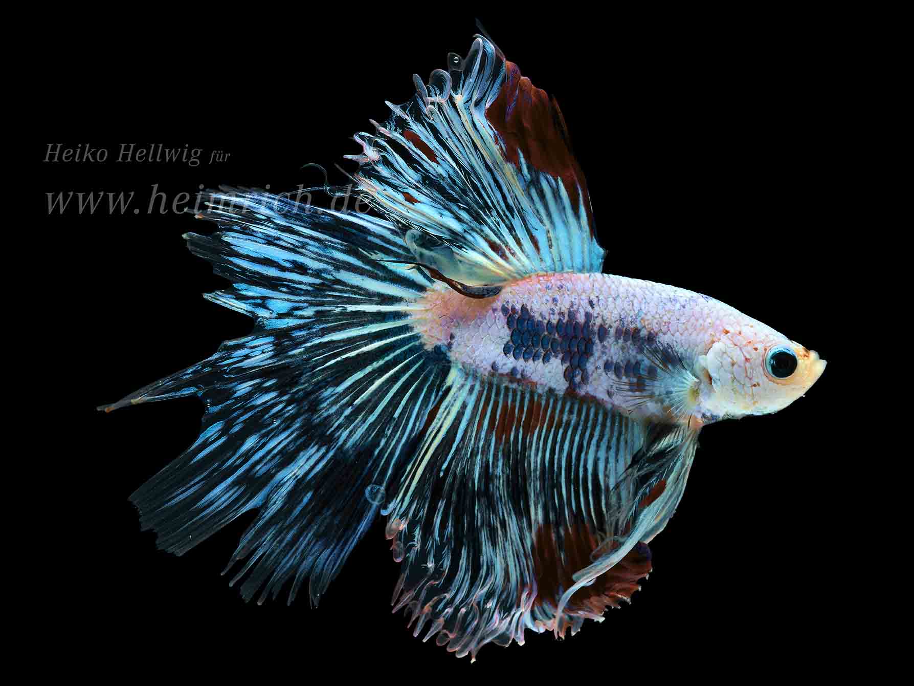 Siam. Kampffisch Halfmoon Multicolor Blue/White (Betta splendens)