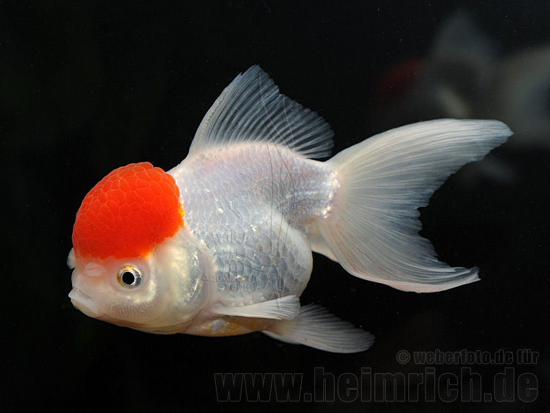 Rotkopf Löwenkopf, 12cm (Carrasius auratus)