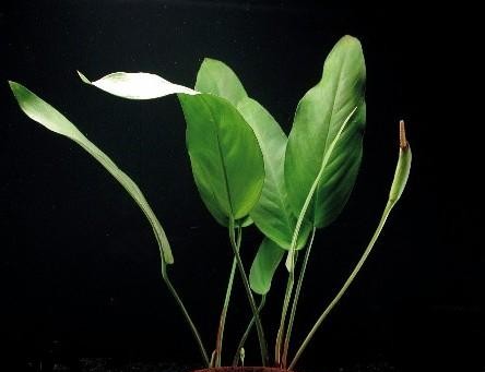 Anubia lanceolata