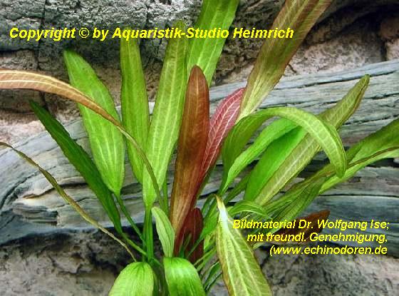 Echinodorus 'GOLDFINGER'