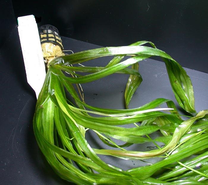 Blyxa kimberley