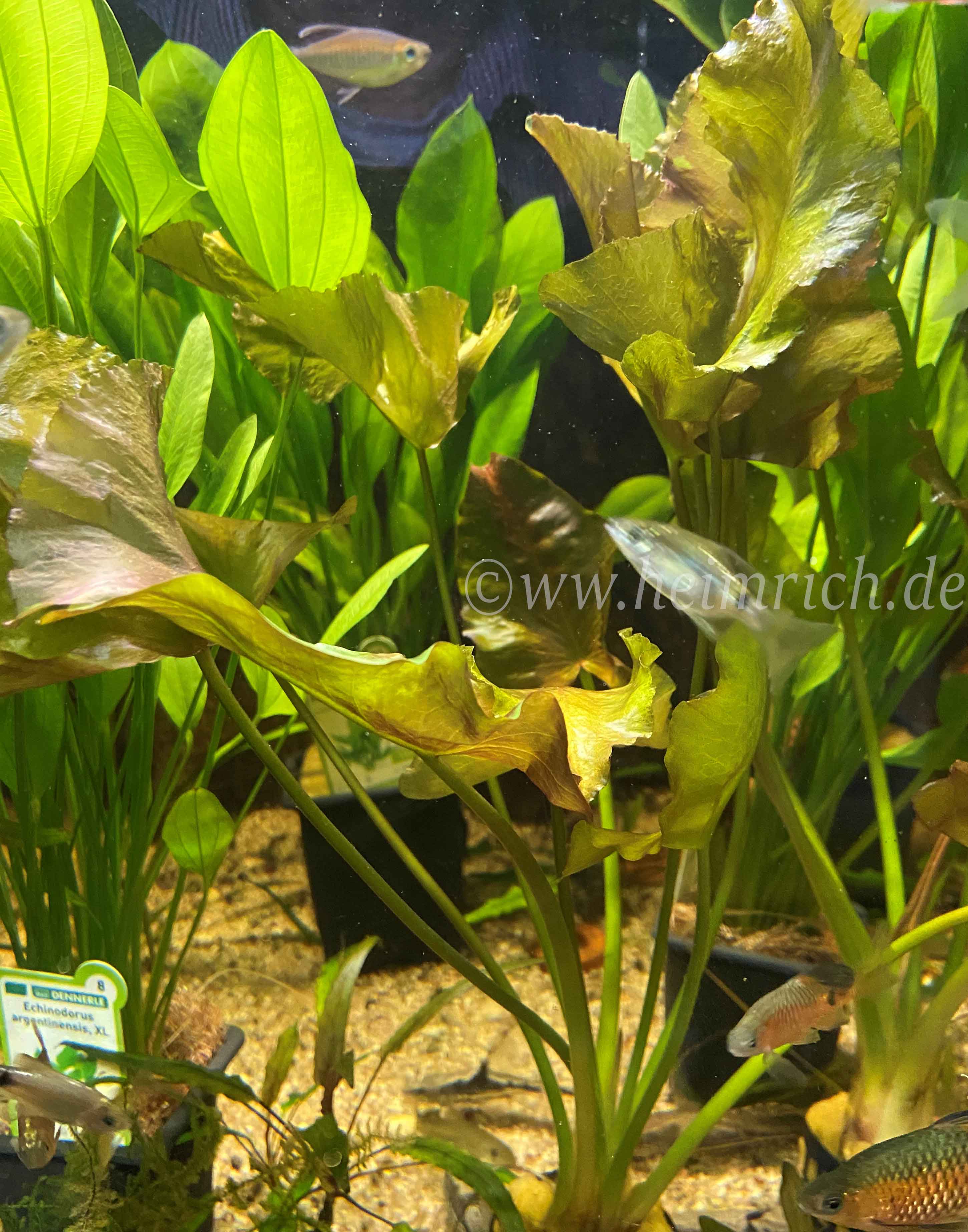 Nuphar japonica RED (Japanische Seerose)
