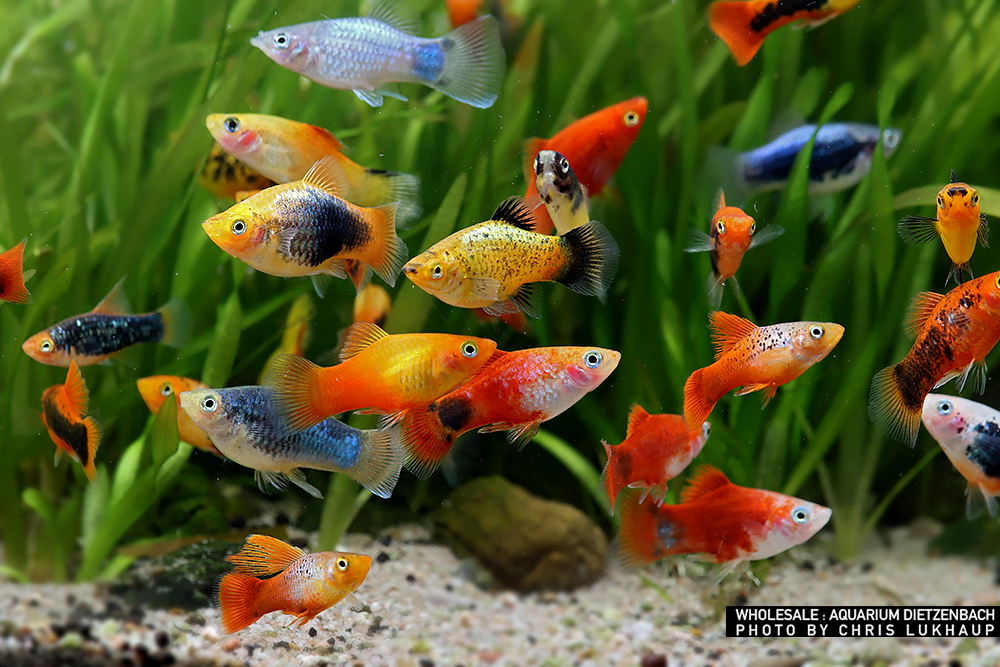 Xiphophorus maculatus, Platy Premium Farb-Mix - 5er-Gruppe (nach unserer Wahl)