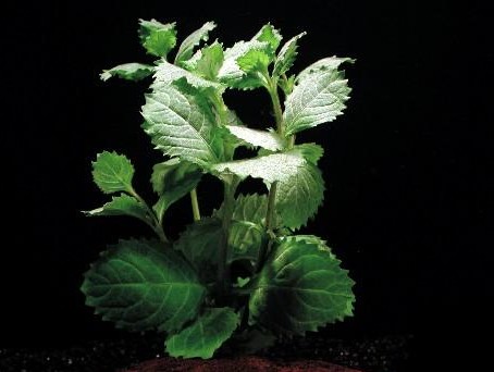 Hygrophila difformis (Indischer Wasserstern emers (Indischer Was