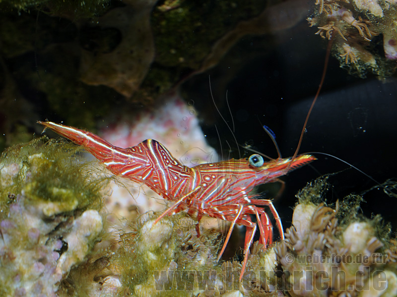 Rhynchocinetes durbanensis (Durban-Tanzgarnele)