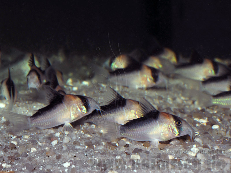 Adolfoi Panzerwels, 2,5cm-3,5cm, 10er-Zuchtgruppe (Corydoras adolfoi)