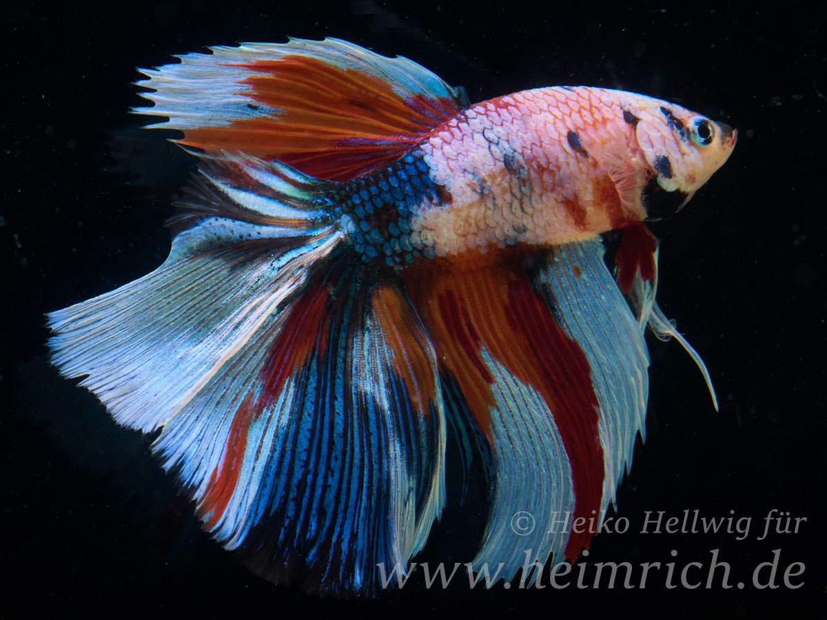 Siam. Kampffisch Half Moon Multicolor, lg (Betta splendens)