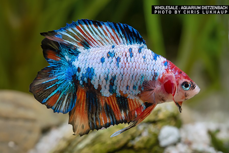 Siam. Kampffisch PREMIUM-Special 'Halfmoon Doubletail', lg (Betta splendens)