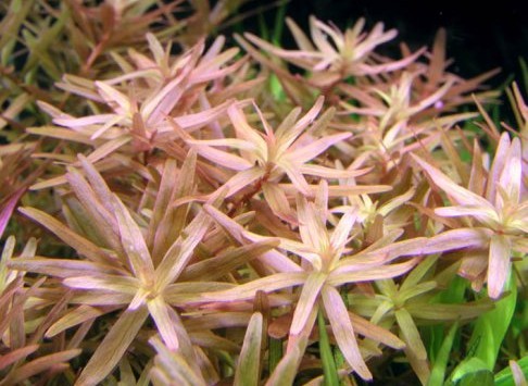 Rotala rotundifolia