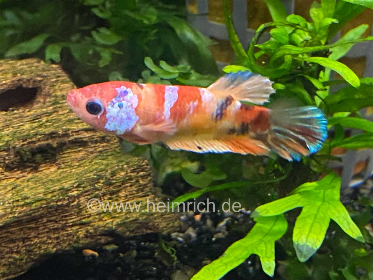 Betta splendens candy, XL Weibchen (Siam. Kampffisch spec. candy, Weibchen)
