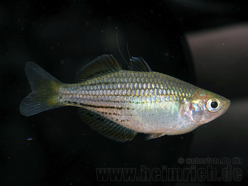 Melanotaenia macullochi, 5 Stück (Zwergregenbogenfisch)