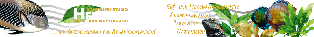 Zur Startseite gehen