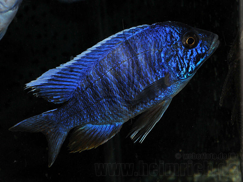 Aulonocara New Blue Orchid