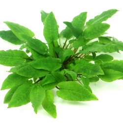 Cryptocoryne wendtii 'Broad Leaf' In-Vitro