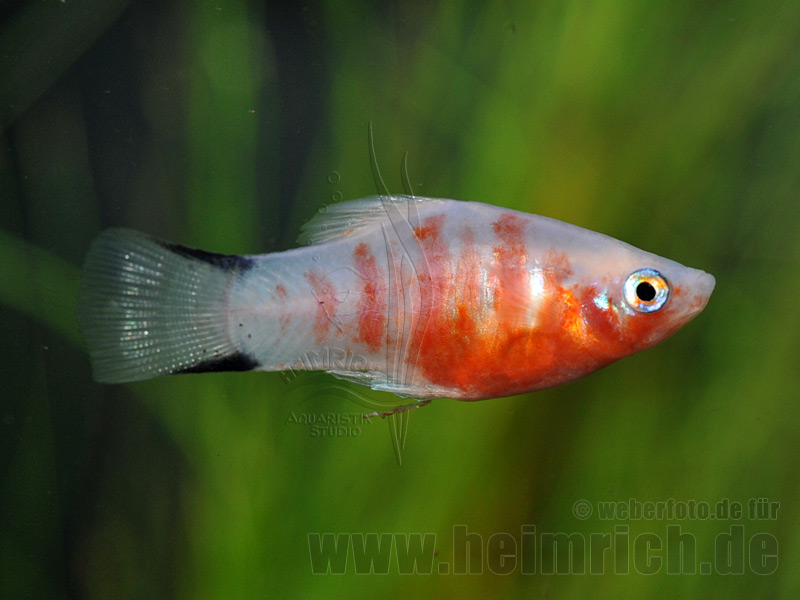 Platy "Blutendes Herz", lg (Xiph. mac., spec. Blutendes Herz)